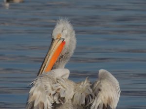 Lake_Kerkini_birds_skgbus