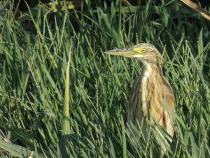 Lake_Kerkini_birds_skgbus