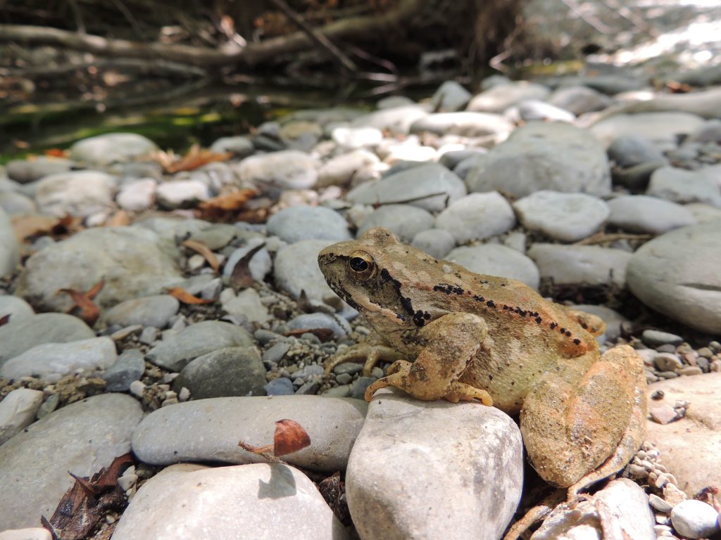 Zagori_skg_bus_tours